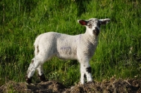 Picture of Texel cross lamb