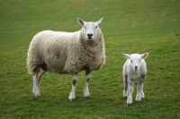 Picture of Texel cross sheep with lamb