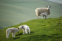 Picture of Texel Crossand Suffolk cross lambs