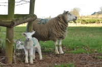 Picture of Texel ewe sheep with lamb