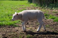 Picture of Texel lamb