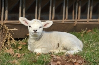 Picture of Texel lamb