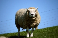 Picture of Texel ram, looking at camera