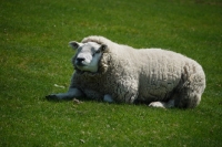 Picture of Texel ram lying down
