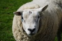 Picture of Texel ram portrait