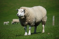 Picture of Texel ram