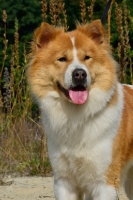 Picture of Thai Bangkaew dog portrait