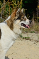 Picture of Thai Bangkaew dog, profile shot