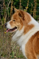 Picture of Thai Bangkaew dog profile