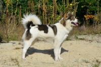 Picture of Thai Bangkaew dog, side view
