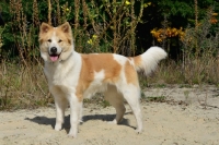 Picture of Thai Bangkaew dog standing on sandy path