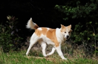 Picture of Thai Bangkaew dog walking looking at camera