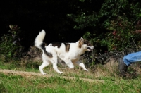 Picture of Thai Bangkaew dog walking