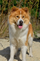 Picture of Thai Bangkaew dog
