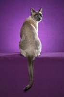 Picture of Thai Cat, back view on purple background