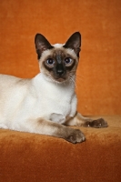 Picture of Thai Cat, lying down