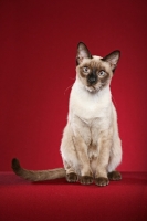 Picture of Thai Cat on red background