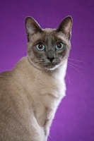 Picture of Thai Cat portrait