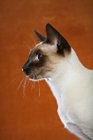 Picture of Thai Cat profile