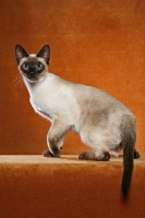 Picture of Thai Cat