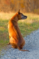 Picture of Thailand Ridgeback back view