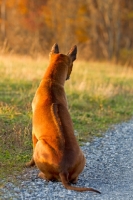 Picture of Thailand Ridgeback back view