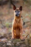 Picture of Thailand Ridgeback front view, on log