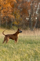 Picture of Thailand Ridgeback in field