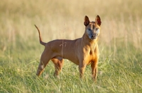 Picture of Thailand Ridgeback in field