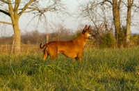 Picture of Thailand Ridgeback in grass
