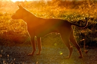 Picture of Thailand Ridgeback in sunset