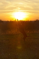 Picture of Thailand Ridgeback in sunset