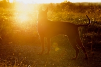 Picture of Thailand Ridgeback in sunset