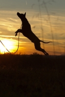 Picture of Thailand Ridgeback jumping into the sunset
