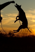 Picture of Thailand Ridgeback jumping up to catch treat