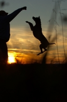 Picture of Thailand Ridgeback jumping up