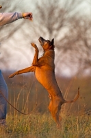 Picture of Thailand Ridgeback jumping up