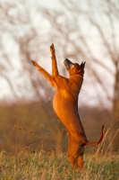 Picture of Thailand Ridgeback jumping up