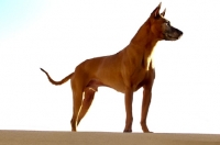 Picture of Thailand Ridgeback on white background
