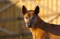 Picture of Thailand Ridgeback portrait