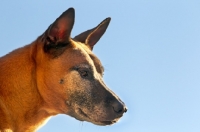 Picture of Thailand Ridgeback profile