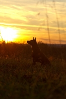Picture of Thailand Ridgeback sitting in sunset