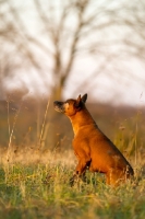 Picture of Thailand Ridgeback sitting in field