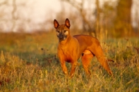 Picture of Thailand Ridgeback standing in field