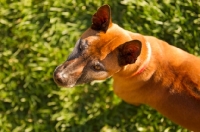 Picture of Thailand Ridgeback top view