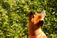 Picture of Thailand Ridgeback top view