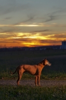 Picture of Thailand Ridgeback with sun going down