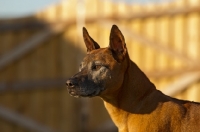 Picture of Thailand Ridgeback