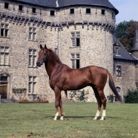 Picture of Thalian, French Anglo Arab stallion, at Pompadour 