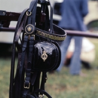 Picture of The bridle of one of the Duke of Edinburgh's carriage horses
